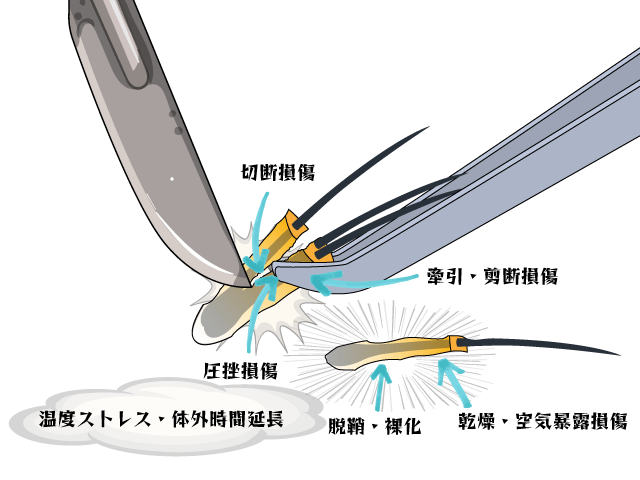 株分け作業 - Dr.成井の毛髪LAB – AGA対策から植毛最新技術まで
