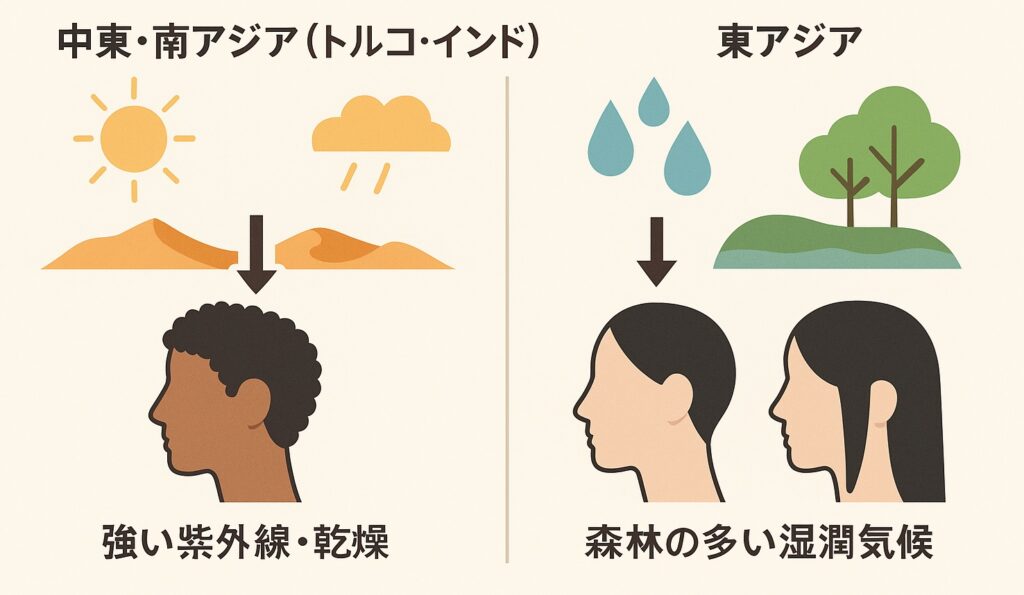 人種比較